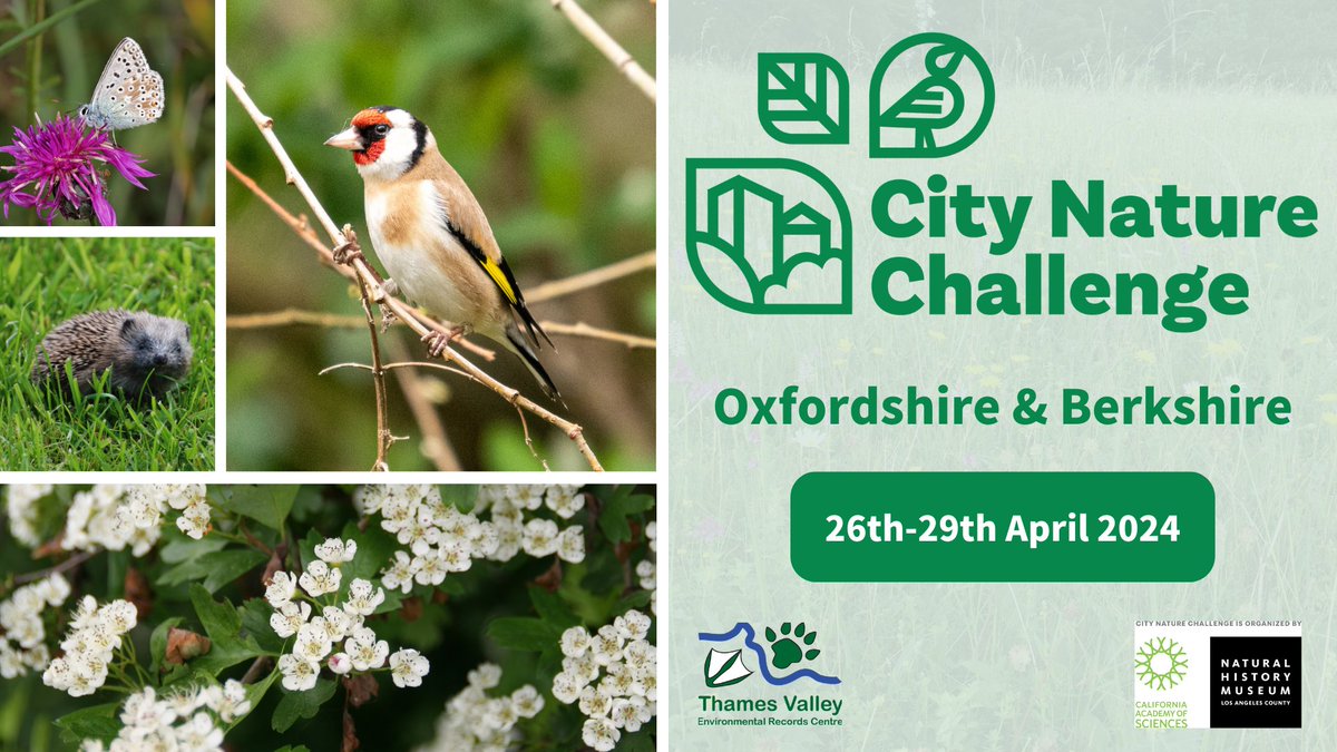 Join the #CityNatureChallenge from 26th - 29th April! Document Berkshire and Oxfordshire’s nature in the free @inaturalistapp by taking photos of wild plants & animals—& help contribute to the world’s largest #communityscience event.