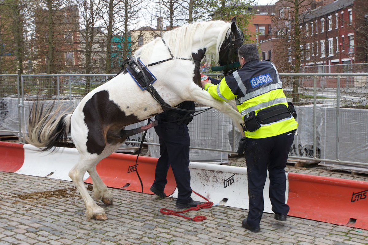 Cavalry Horse terrorising London #householdcavalry #horses