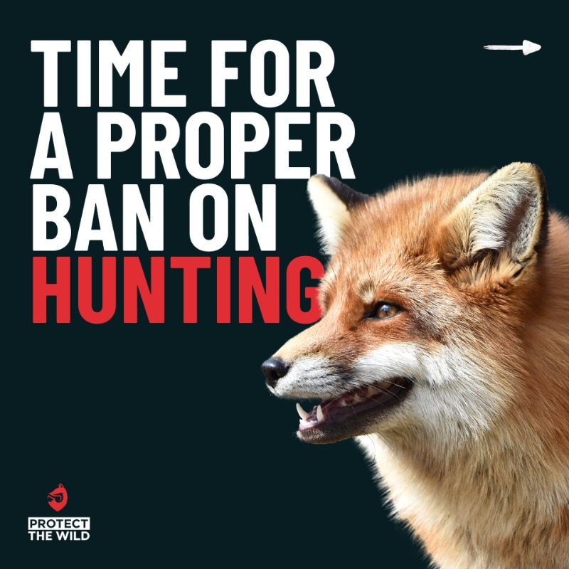 Week in week out we're seeing foxes ripped to pieces by hounds. The current ban on fox hunting is not good enough and isn't working. Please REPOST if you agree. PETITION below: protectthewild.org.uk/our-campaigns/…