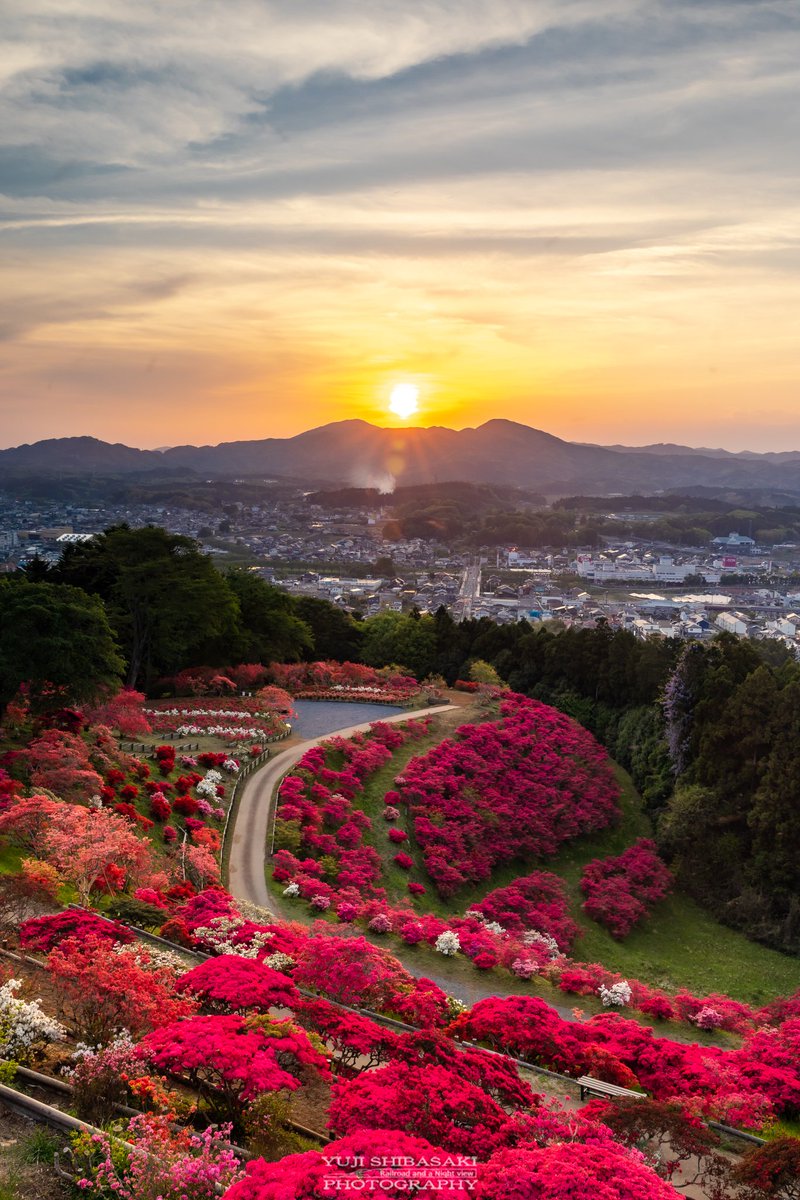 夕暮れ色に染まるつつじの丘