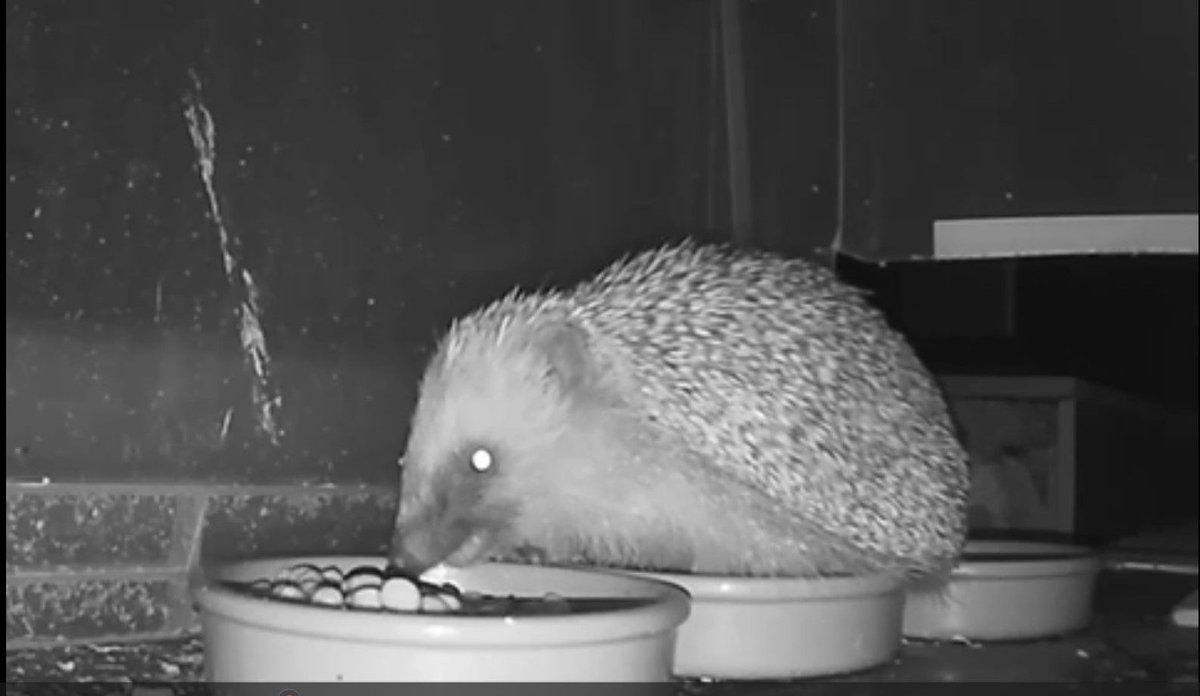 What do #hedgehogs eat? 🦔 In the wild they mainly munch insects & grubs, so making a log-pile or wild area really helps hungry hogs out! 🪲 To supplement it, offer meaty dog or cat food or cat biscuits, & fresh water. buff.ly/441Huwd 📷 Lisa Presland #WildlifeWednesday