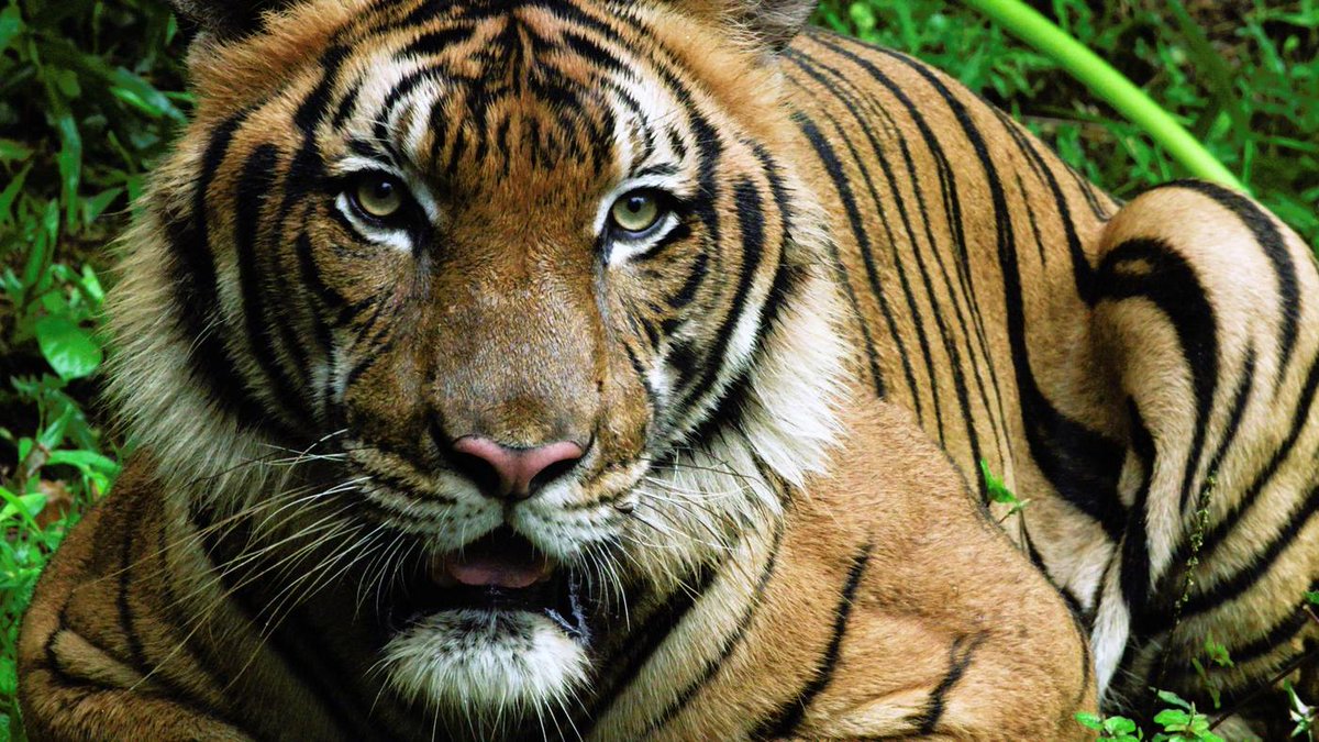Asian tigers get a boost: 10 countries pledge $1 billion over a decade for habitat conservation at Sustainable Finance for Tiger Landscapes Conference in Bhutan, @himanshujourno reports downtoearth.org.in/news/wildlife-…