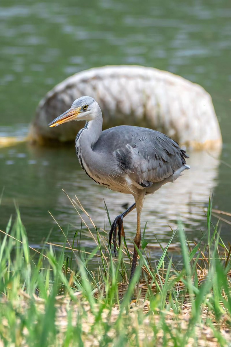 Do you know that there is a popular fellow Ardea cinerea at #PKU? As spring arrives, it has recently returned to the shores of #WeimingLake. Why don't you come to the lake to meet it by chance? 

📷: Cong Rongqing

#PKUCampus