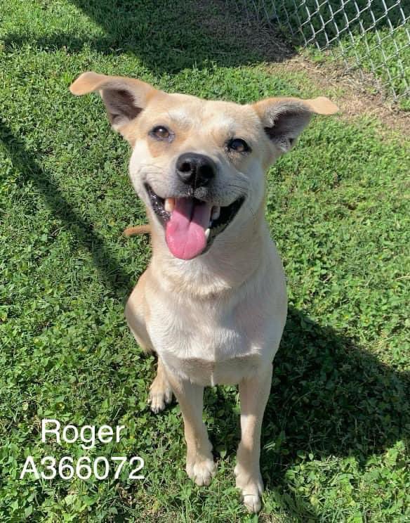Precious little ROGER #A366072 has such a fabulous smile! He is 1yo,so full of life & #puppy love. He is scared at noisy shelter,but loves attention & treats. He will b amazing in a loving 🏡PLZ #ADOPT #FOSTER OR #PLEDGE TO ATTRACT A RESCUE 🛟#CorpusChristi #Texas PLZ save him