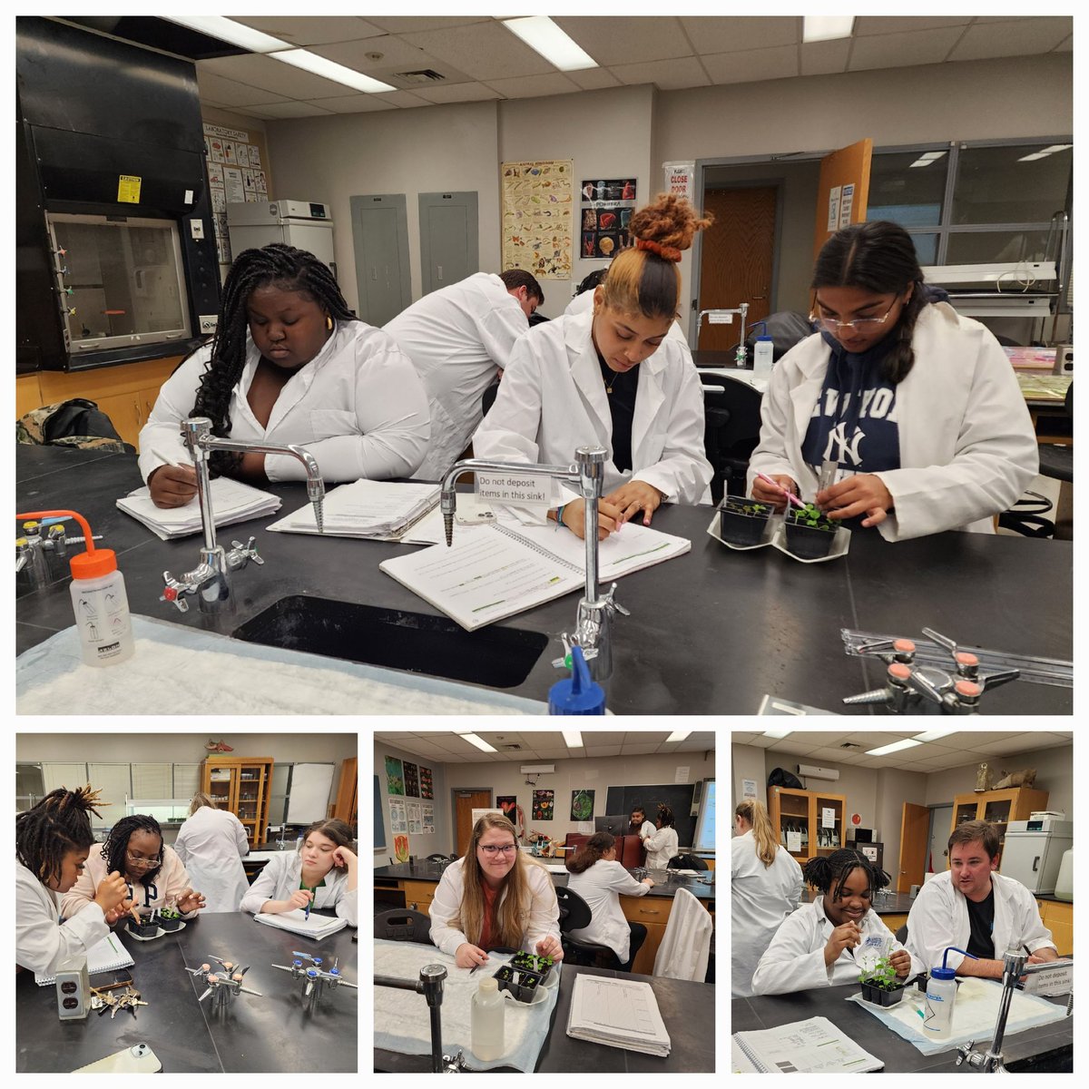 revealplant's tweet photo. CURE + all wet labs completed in General Botany #ECSU.  5% bleach best for placing African violet leaves 🍃 into culture 🧫.  Thanks to @VictorA24069829 for SEM🔬 pics 📸.   Great results from our physiology 🌼🪴 and genetics🧬🌽 labs @CarolinaBio. #ECSUVikingsScience #hbcu https://t.co/XdaXrJMQQf