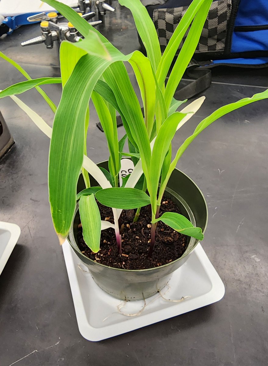 revealplant's tweet photo. CURE + all wet labs completed in General Botany #ECSU.  5% bleach best for placing African violet leaves 🍃 into culture 🧫.  Thanks to @VictorA24069829 for SEM🔬 pics 📸.   Great results from our physiology 🌼🪴 and genetics🧬🌽 labs @CarolinaBio. #ECSUVikingsScience #hbcu https://t.co/XdaXrJMQQf