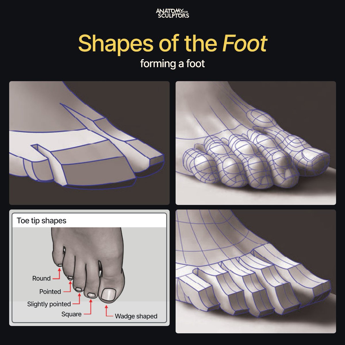 Each toe tip has a different shape. When you begin forming the foot, keep the three middle toes together and only separate the big toe and the pinky toe. #anatomy #characterdesign #3dmodeling
