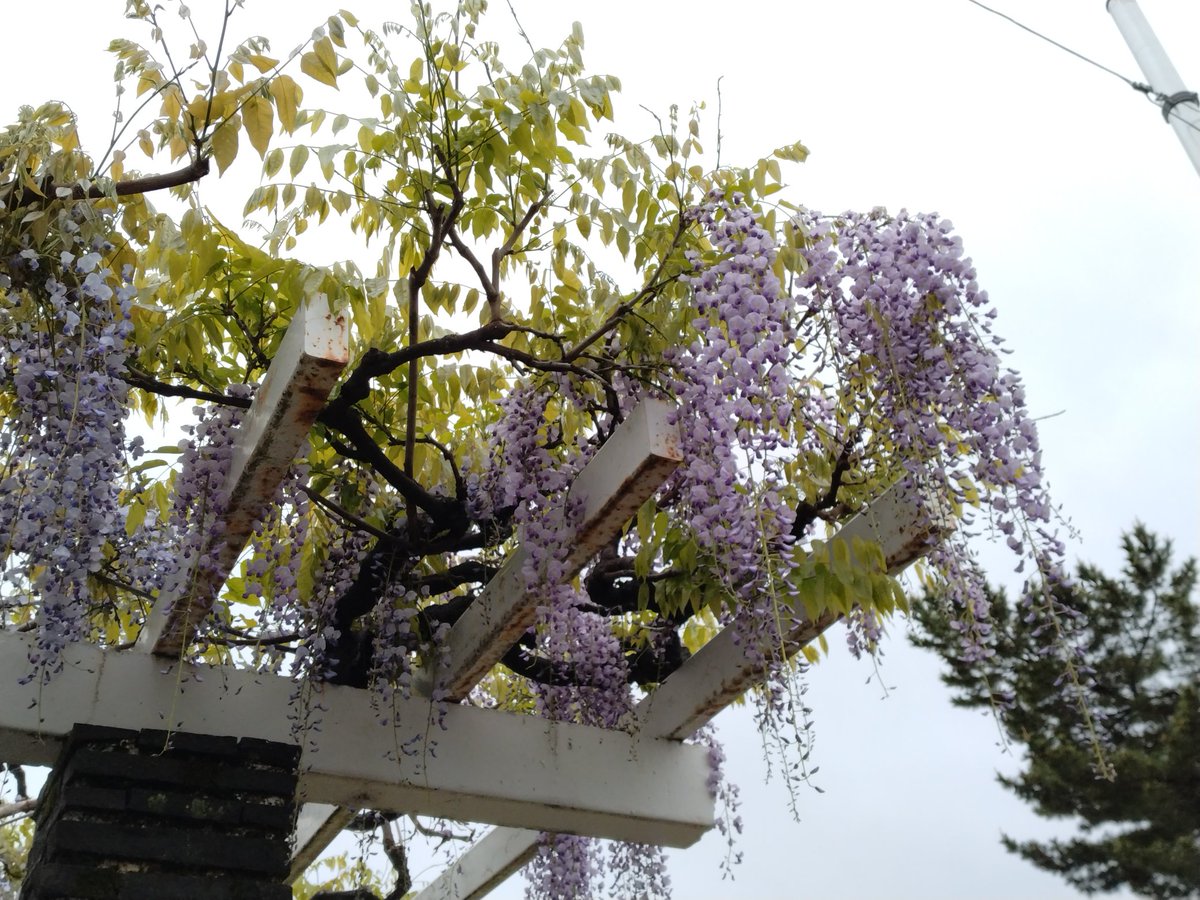 敷島公園の藤の花も綺麗でしたよ😃