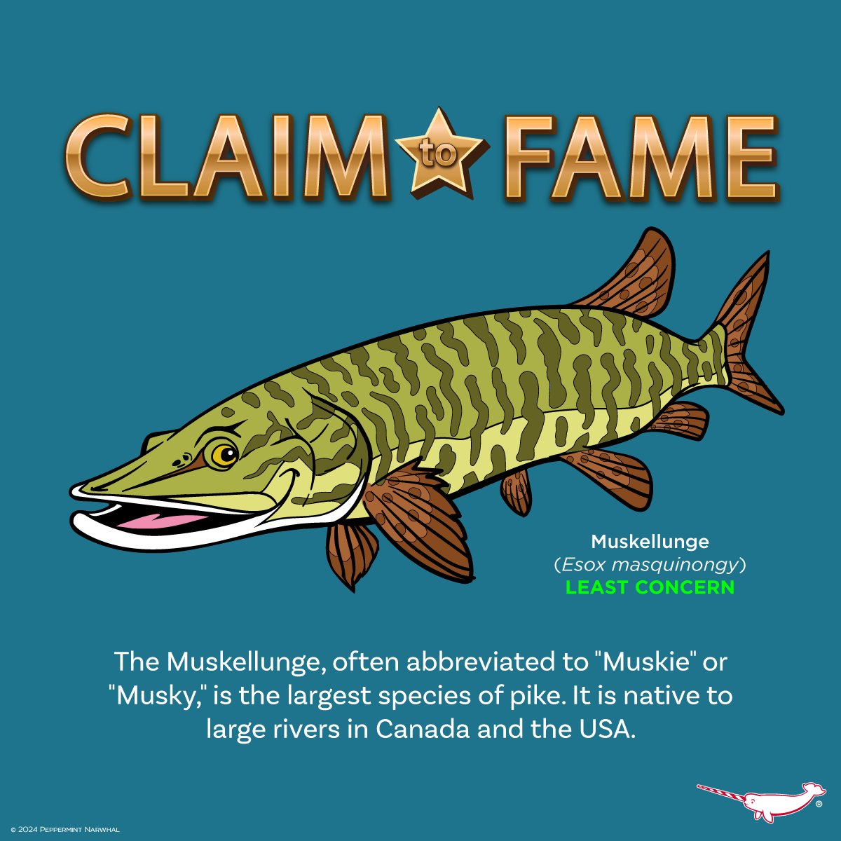 #ClaimToFame #Muskellunge largest species of #pike.

Earth Day SALE - Save 20% Off Everything in the #PeppermintNarwhal Store.
Shop Now: peppermintnarwhal.com
Hurry Sale Ends April 30, 2024.

International Shoppers visit our Etsy store:
etsy.com/shop/Peppermin…

#Fish