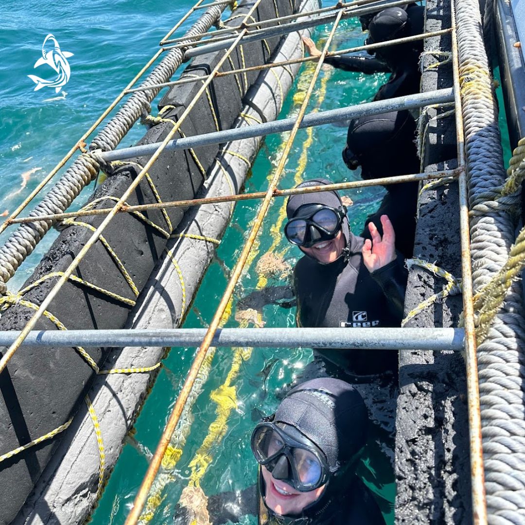 Reserve your spot for shark cage diving, an exciting and educational adventure for you and your family! ☎Call us at +27824423059 or WhatsApp us to reserve your spot today. #greatwhiteshark #gansbaai #southafrica #sharkcagediving #instashark #sharkeeze #whitesharkdivers