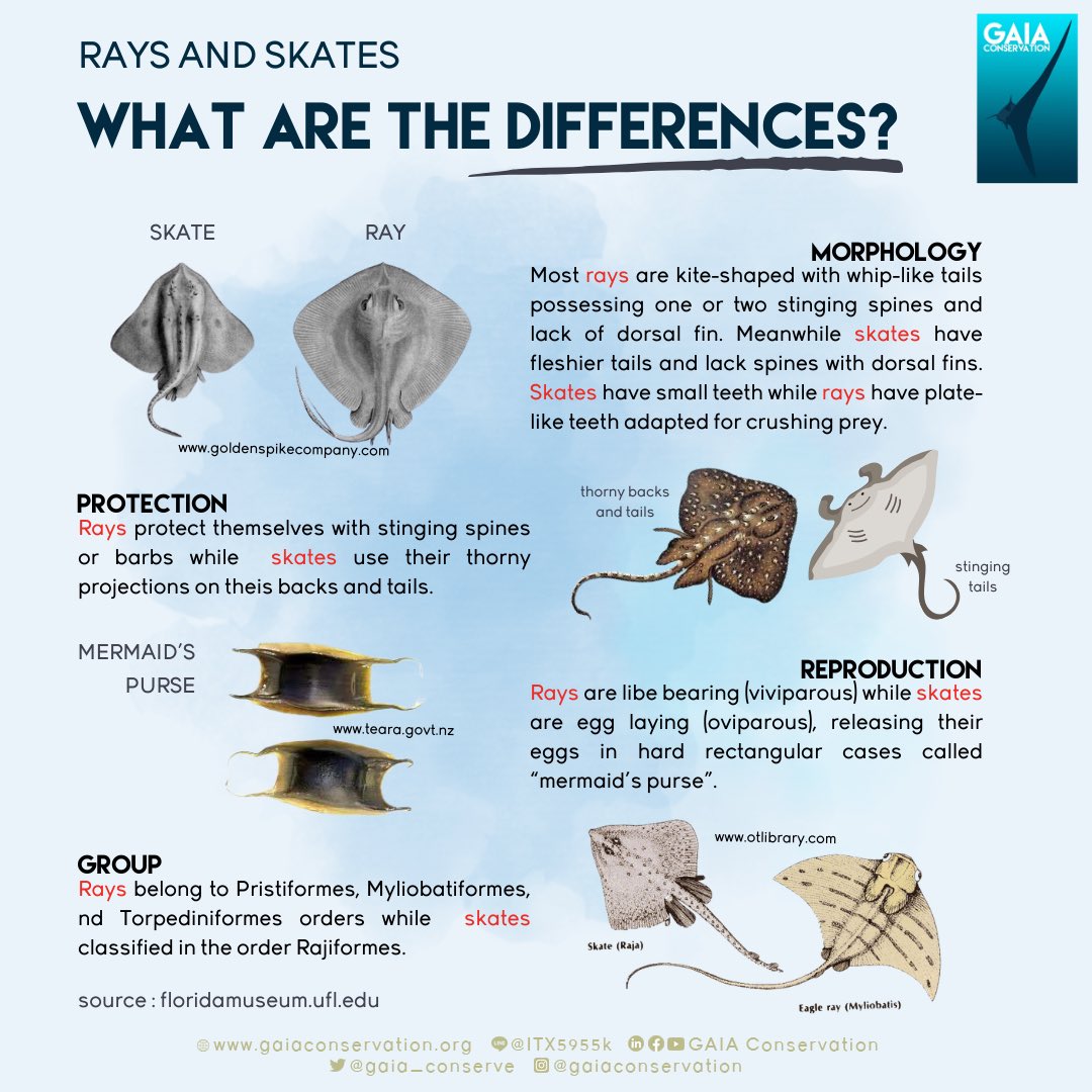 gaia_conserve's tweet photo. Hii peeps!! Did you know that rays and skates are actually different? Come on check this out!!
source: https://t.co/Or8c1yti6x
#GAIAConservation
#infographic
#raysandskates https://t.co/8HEUWyPOa4