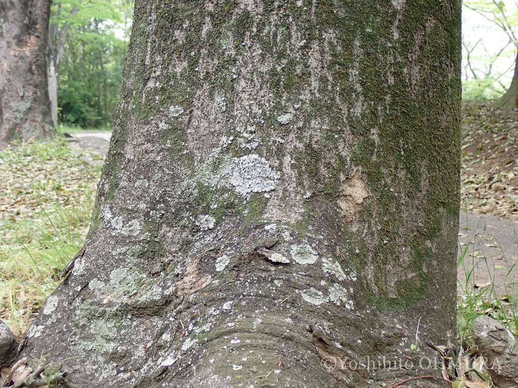 ナメラクロムカデゴケ Phaeophyscia spinellosa #地衣類 #lichen #筑波大学の生き物マップ