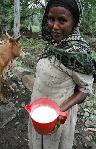 Milk productivity is very low compared to what is possible in the global north. Traditional breeds in Ethiopia can produce as low as 1.5l of milk per day. Compare this with a possible 25-30l/day for the global north. @NamukoloC @IFPRI #PolicySeminar @ILRI @CGIAR