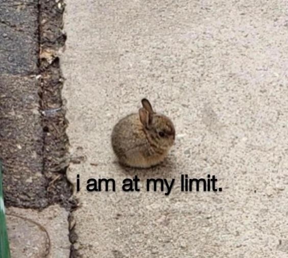 lovesickdoe's tweet photo. me everyday https://t.co/7x8yijFucb