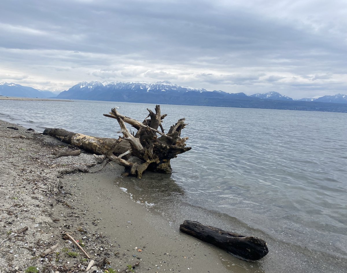 Madame_Poppins's tweet photo. #MarcheUneHeure
L’eau, le large…
Puis je suis revenue aux « racines ».
#Vidy #StSulpice #Lausanne
Toi, tu as pu / tu peux encore t’échapper un moment du tourbillon quotidien ? https://t.co/0tDF7XQwxG