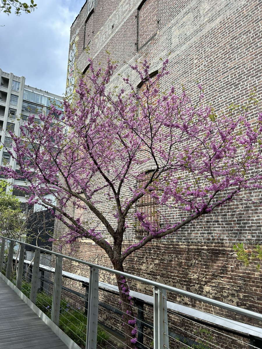 ibhsb's tweet photo. A walk through the High Line, a public park above the busy streets of NYC that combines the historic architecture with art &amp; nature. https://t.co/vasxbi24Hd