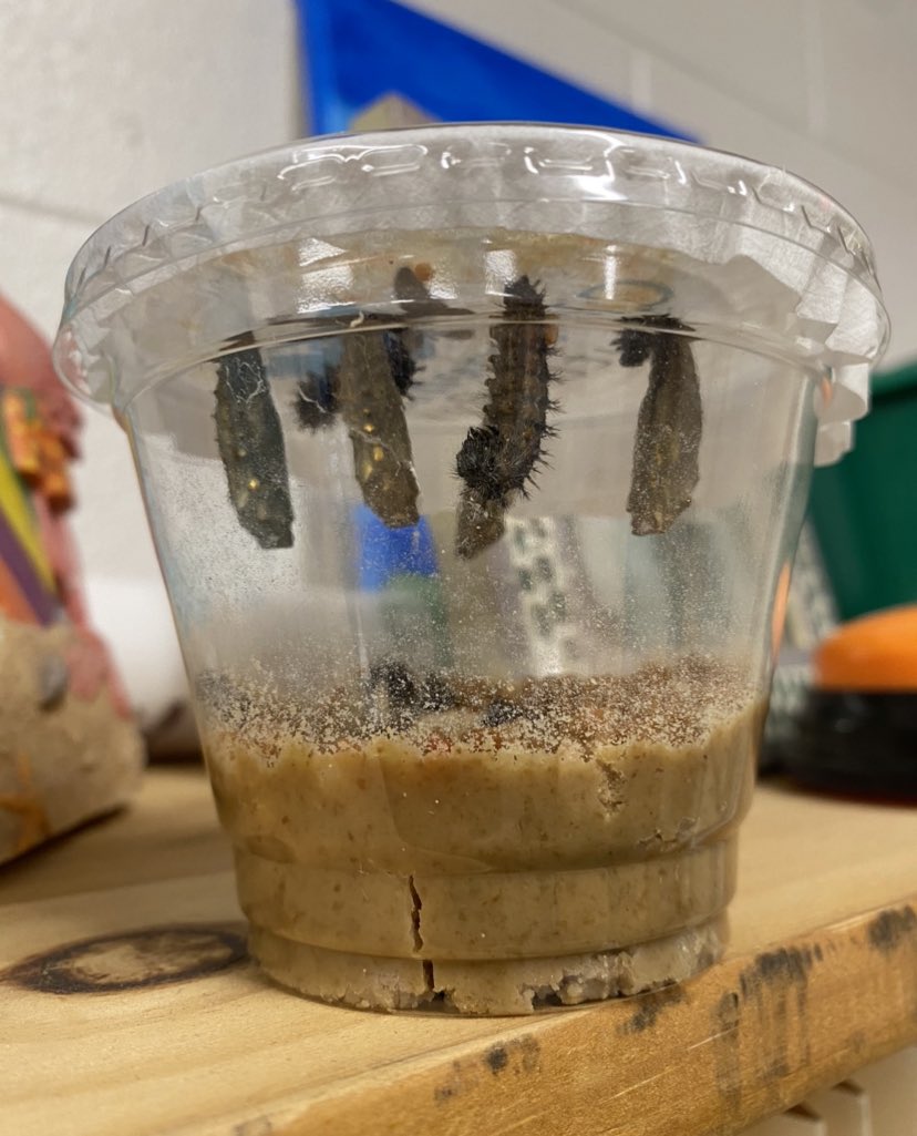 Our caterpillars are changing!   Almost all formed into a chrysalis.  Next up, Butterflies!
<a href="/AFMSChargers/">Apex Friendship Middle School</a>