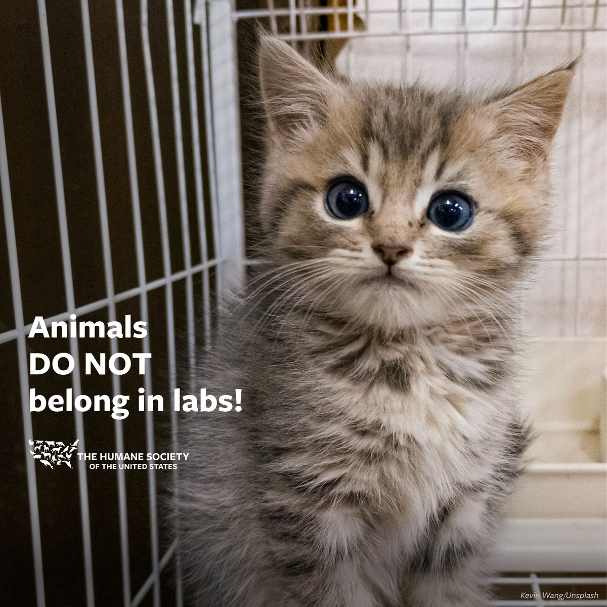 Cats, monkeys, rats, and other animals should never be subjected to harmful experiments! #WorldDayForAnimalsInLaboratories