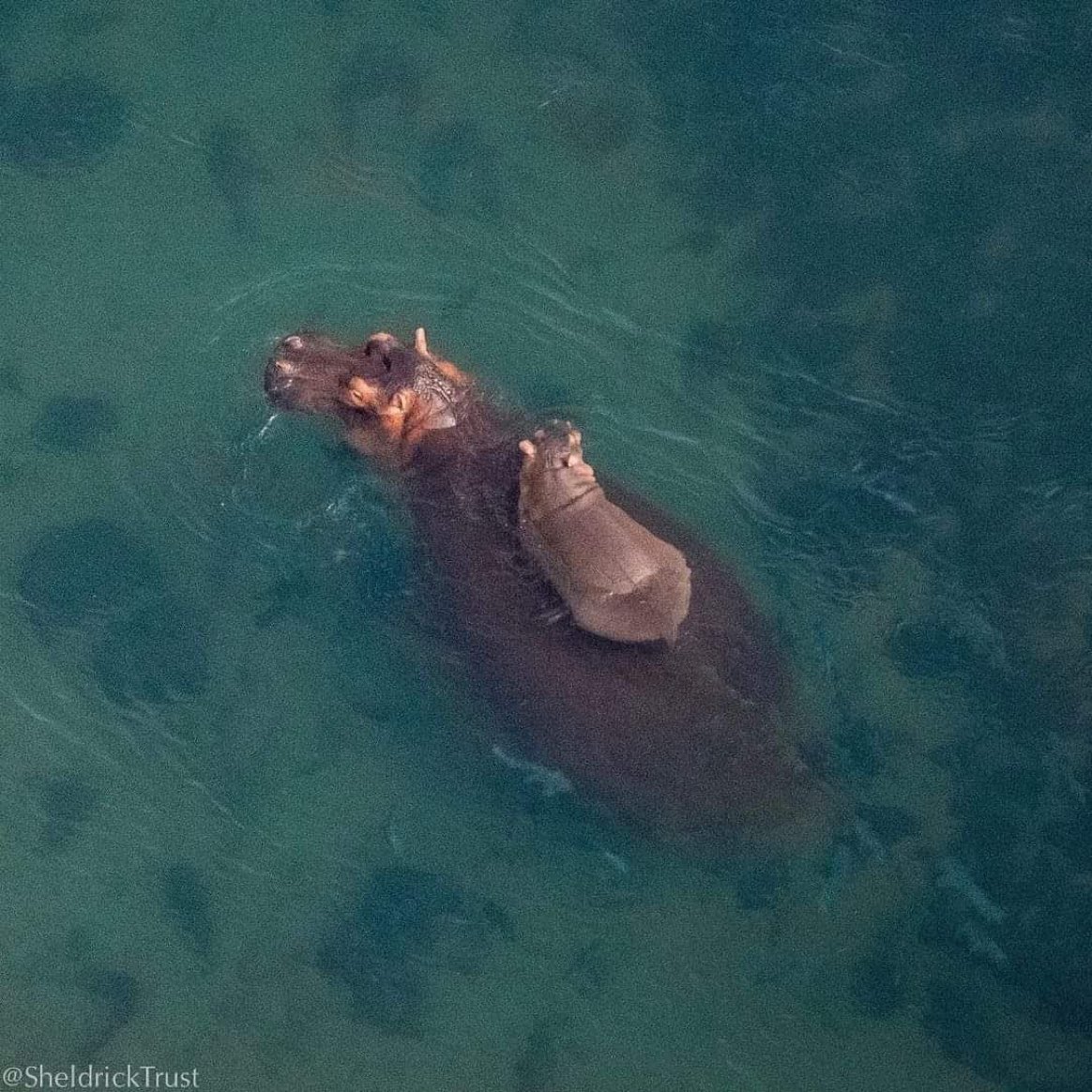 Mummy hippo carrying her child across water 📹 Sheldrick Trust