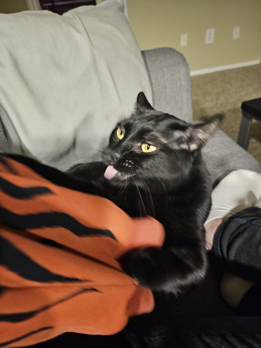 cheetotink's tweet photo. an evening with salem: https://t.co/eLifHiB6rK