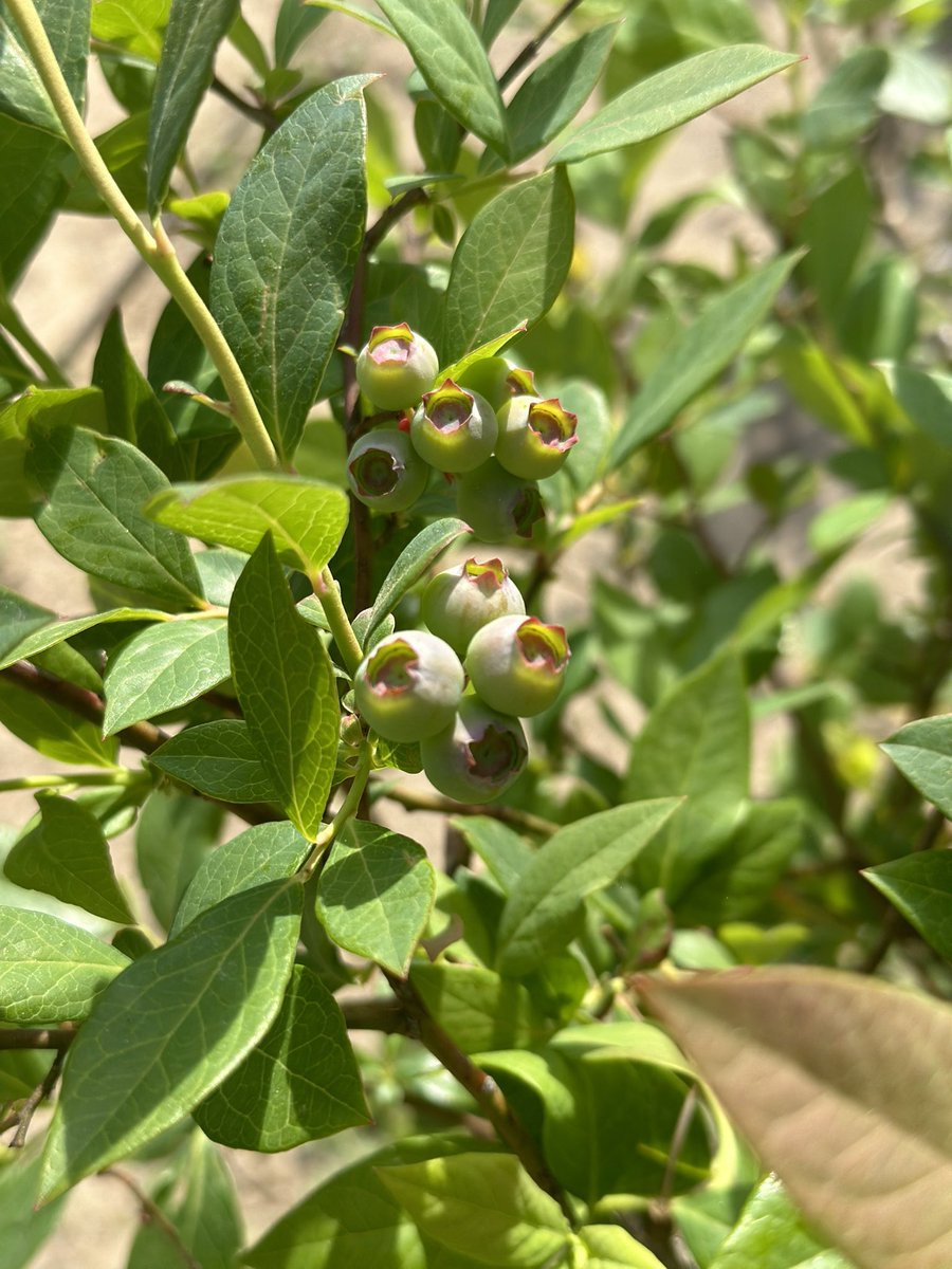 LHEStructuredPK's tweet photo. We check our blueberry bushes daily but look at what was waiting for us today! 🫐☀️
#StructuredPreK #LHECMES #Blueberries #OnThePrekPlayground #InThePrekGarden #LookWhatsGrowing https://t.co/eXd3uLh60G