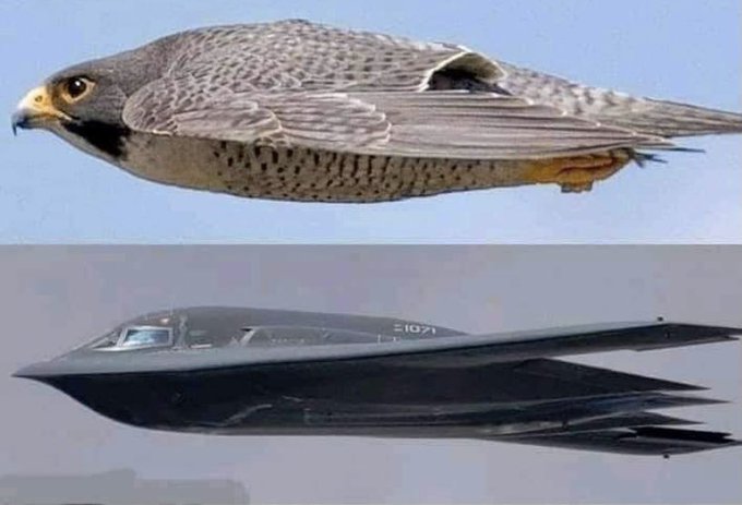 Birds have long been the inspiration for humans when designing airplanes.  Here the fast flying falcon may have influenced the design of the swift B2 bomber. Their sleek profile and aerodynamic lines make them both efficient flyers.

[source: University of Delaware]