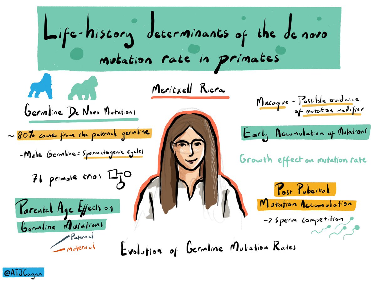 Meritxell Riera on life history determinants of the de novo mutation rate in primates #MITS24