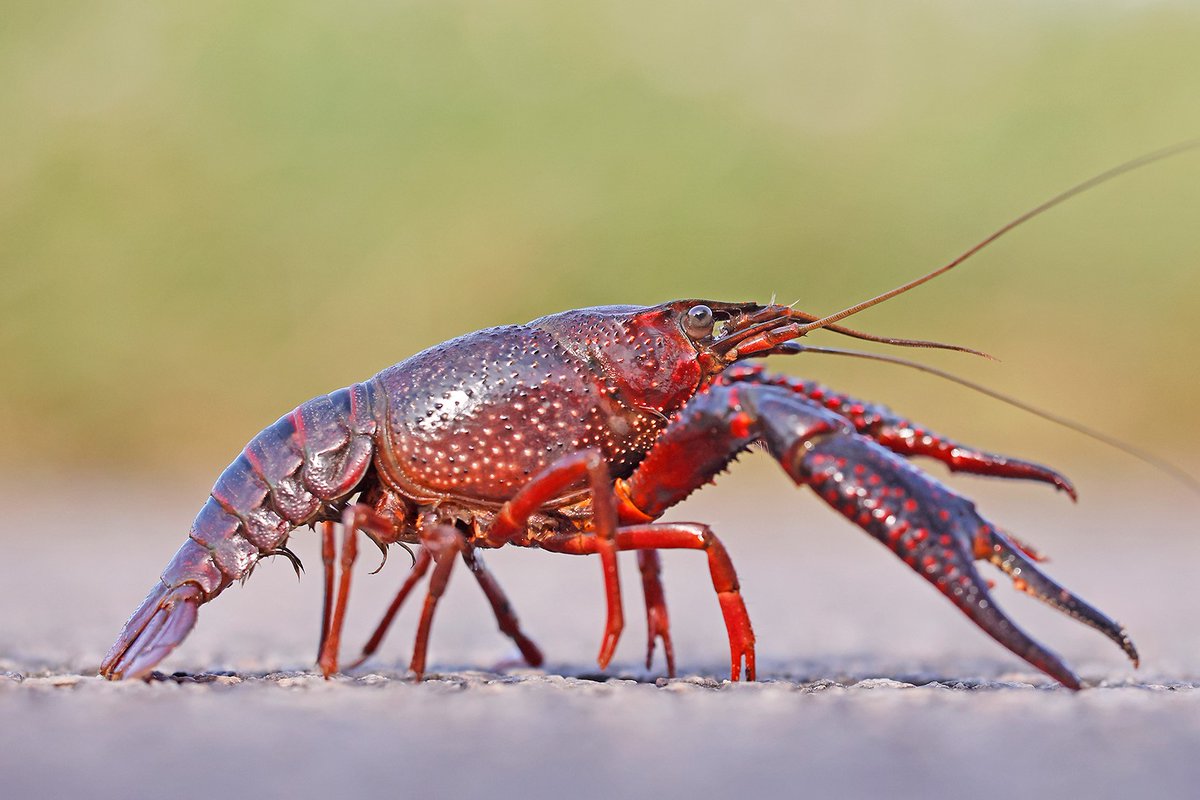 Over de effecten van uitheemse rivierkreeften op amfibieën in Nederland is nog weinig bekend. Daarom is RAVON een onderzoek gestart. Heb je een waarneming gedaan? Vul dan a.u.b. de enquête in!🦞Meer informatie: ravon.nl/Actueel/Nieuws… #enquete #rivierkreeft #amfibieen #onderzoek