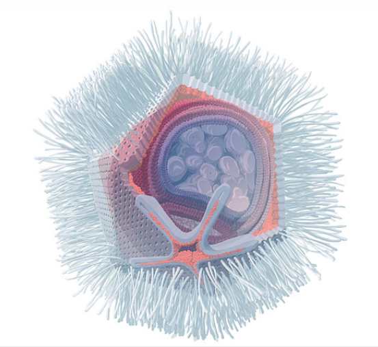 We report on a new Klosneuvirus isolate in our @NatureComms paper: A giant virus infecting the amoeboflagellate Naegleria #GiantVirus rdcu.be/dFC5q