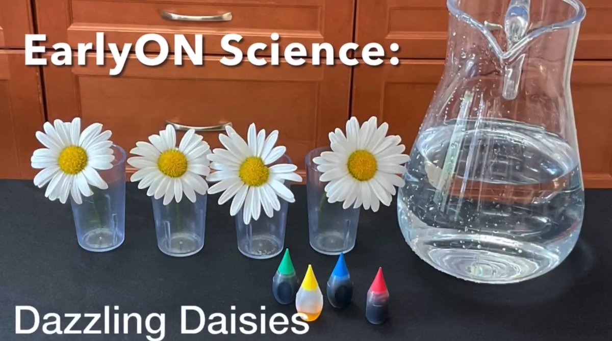 EarlyON Science:  Dazzling Daisies

Try this dazzling science experiment with your little one!

youtu.be/SafAH1zR7sI?si…

#weearlyon #earlyon #windsoressex #spring #science #earlylearning #flowers #colours