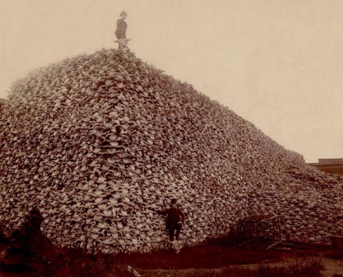 Israelis killing livestock is nothing new to colonisers. 'Kill every Buffalo you can. Every Buffalo dead is an Indian Gone.' Before 1800, 30-60M Buffalo roamed the Great Plains. By 1900, a few hundred remained. Colonisers never change.