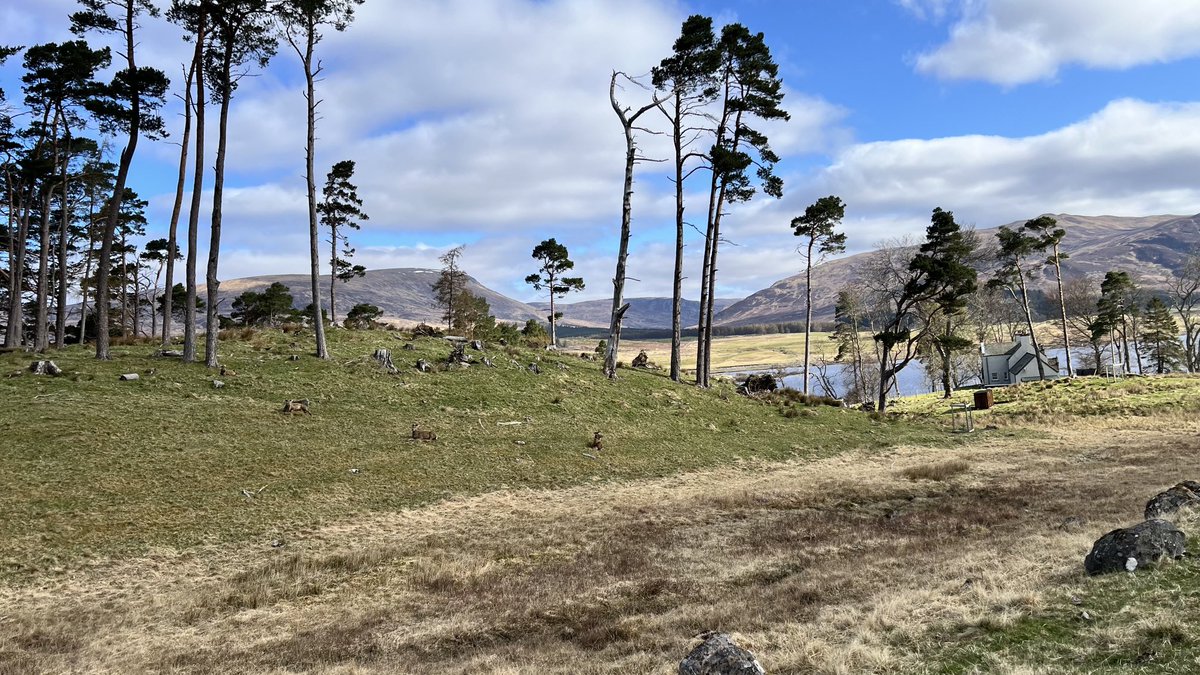 seonaidh mackenzie tweet media