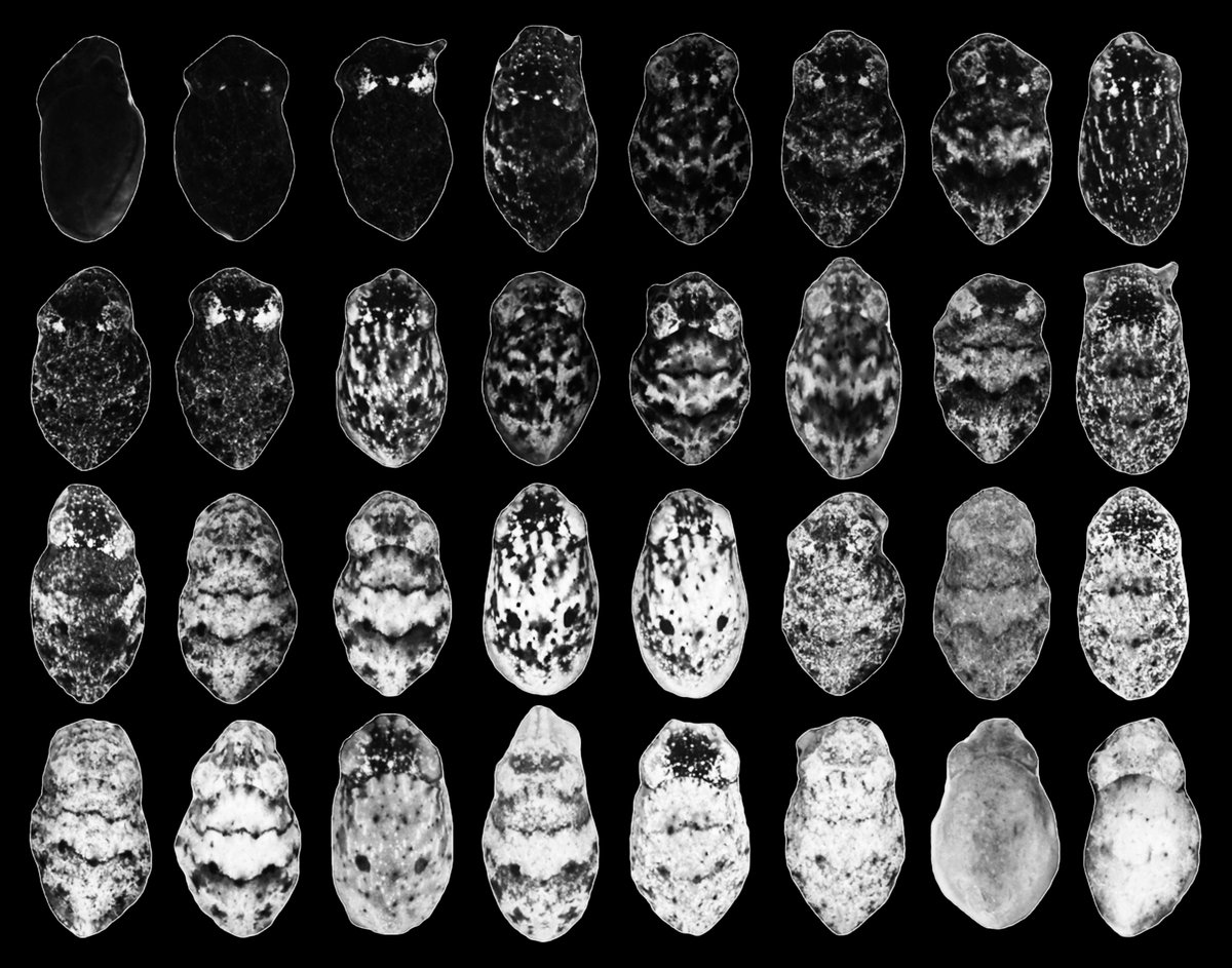 SWC (@swc_neuro) on Twitter photo “I reasoned that if an animal is camouflaging, it's basically showing you what it sees on its skin. Therefore, it could teach us about the inner workings of the brain.” Check out the full Q&A with ENSS speaker Dr <a href="/TessaMontague/">Tessa Montague</a> (<a href="/ZuckermanBrain/">Columbia University's Zuckerman Institute</a>): sainsburywellcome.org/web/qa/unveili… “I reasoned that if an animal is camouflaging, it's basically showing you what it sees on its skin. Therefore, it could teach us about the inner workings of the brain.” Check out the full Q&A with ENSS speaker Dr <a href="/TessaMontague/">Tessa Montague</a> (<a href="/ZuckermanBrain/">Columbia University's Zuckerman Institute</a>): sainsburywellcome.org/web/qa/unveili…