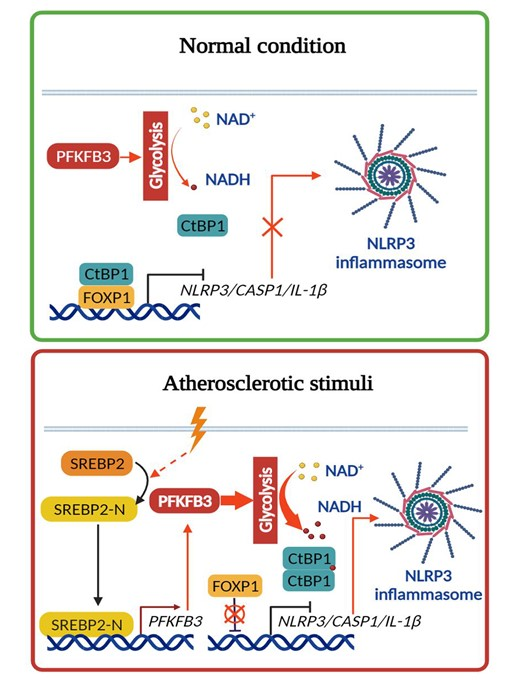 High glycolytic flux and NADH/CtBP/FOXP1 pathway to modulate endothelial NLRP3 inflammasome activation in atherogenesis. 
Source: Endothelial NLRP3 inflammasome regulation in #atherosclerosis, @escardio Cardiovascular Research, 2024, doi.org/10.1093/cvr/cv…