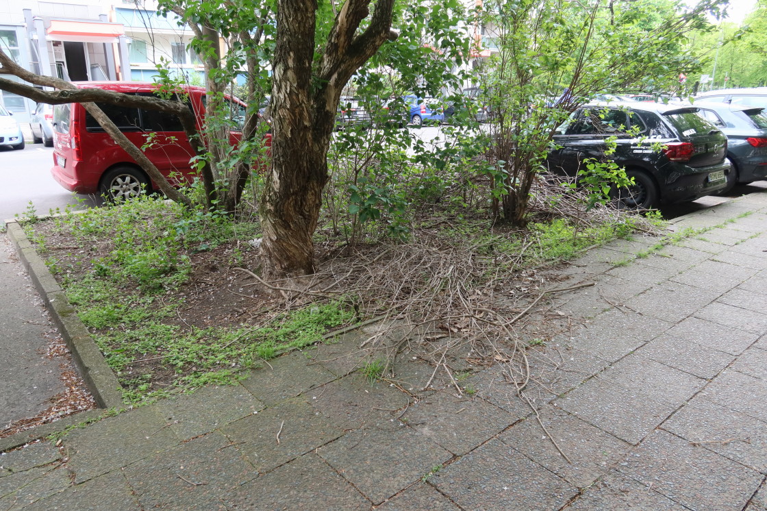LuisenstadtF's tweet photo. 05.02.24 dem Ordnungsamt Mitte gemeldet. Die Fotos sind von gestern. Die Straße soll aufwändig umgebaut werden, Parkplätze dezimiert. Grünzug ist das gewollte. Was soll das werden, wenn man nicht mal #Baumscheiben saubermachen kann? #BA_Mitte https://t.co/RmWUIuxjfE