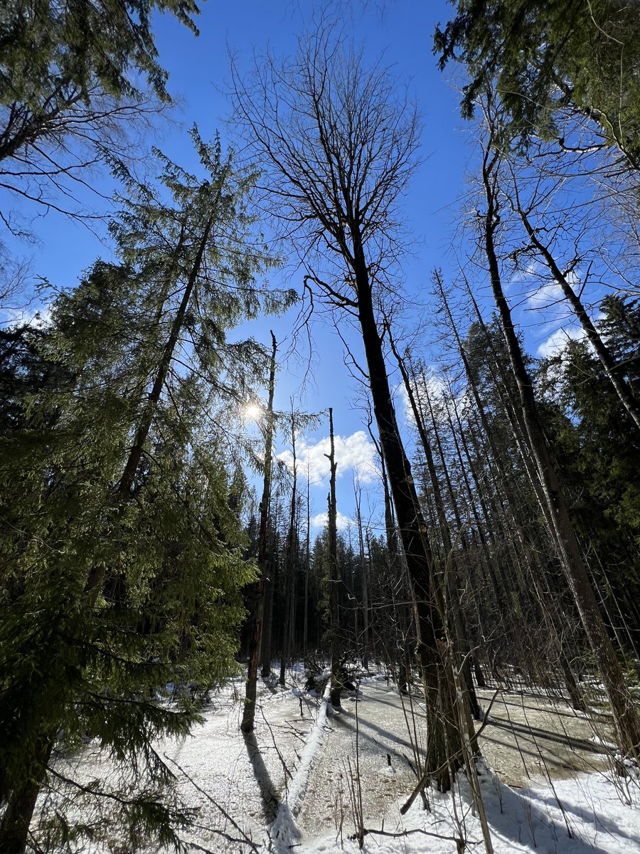 Viime päivinä ja tänään #metsä 🇫🇮🌿 #kävely