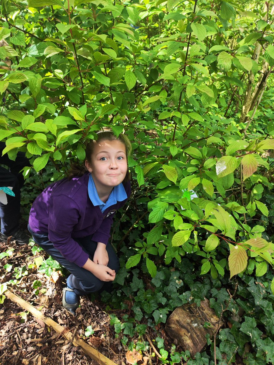 CCCRPrimary's tweet photo. Speckled moths are adapted to blend into their environment, protecting them from predators. They pass their camouflaged characteristics on through their genes π¦ #cccrscience https://t.co/jidTOtrLm6