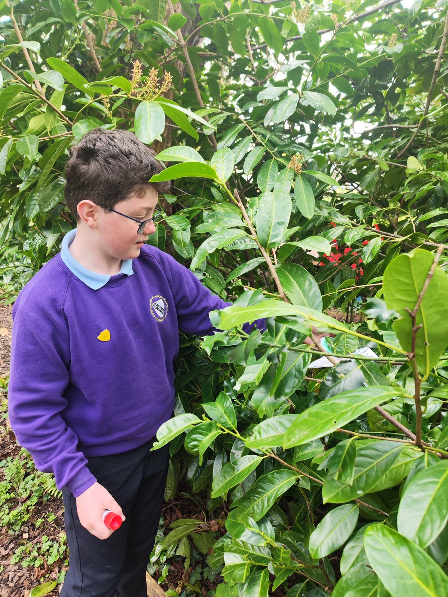 CCCRPrimary's tweet photo. Speckled moths are adapted to blend into their environment, protecting them from predators. They pass their camouflaged characteristics on through their genes π¦ #cccrscience https://t.co/jidTOtrLm6