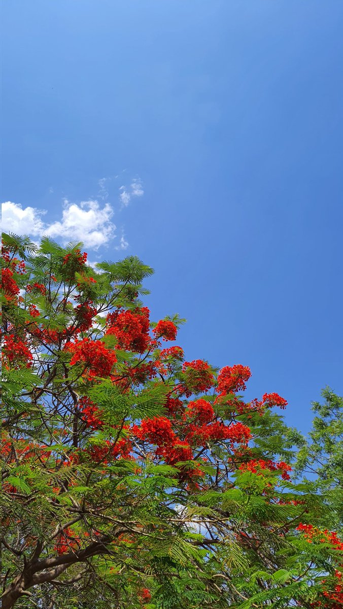 Summer and Gulmohar 🌿