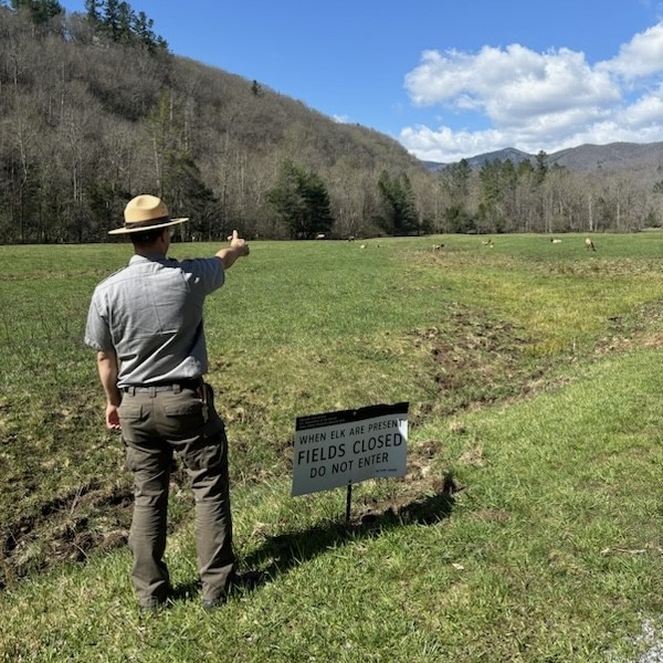 Keep the Smokies safe and wild! Park Ranger Jackson wants to remind you to keep your distance when viewing elk or other wildlife in GSMNP. Using the “Rule of Thumb” is a great way to make sure you are a safe distance away.