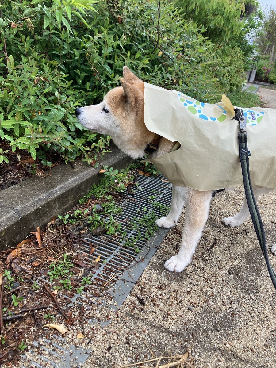 haruanddonbe's tweet photo. もうすぐ連休ですね。犬と一緒のお出かけには雨に備えて #簡易レインコート の #ドッグラップ をぜひお供に!
かさばらず、着せやすく、お手入れも簡単です。 #ゴールデンウィーク #柴犬 #犬のレインコート #発明学会 #犬用品 https://t.co/00Sa5GZ100