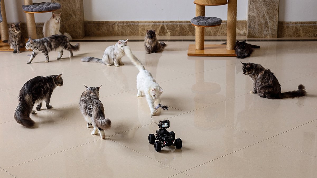 Felis Gallery by Robert Sijka tweet media