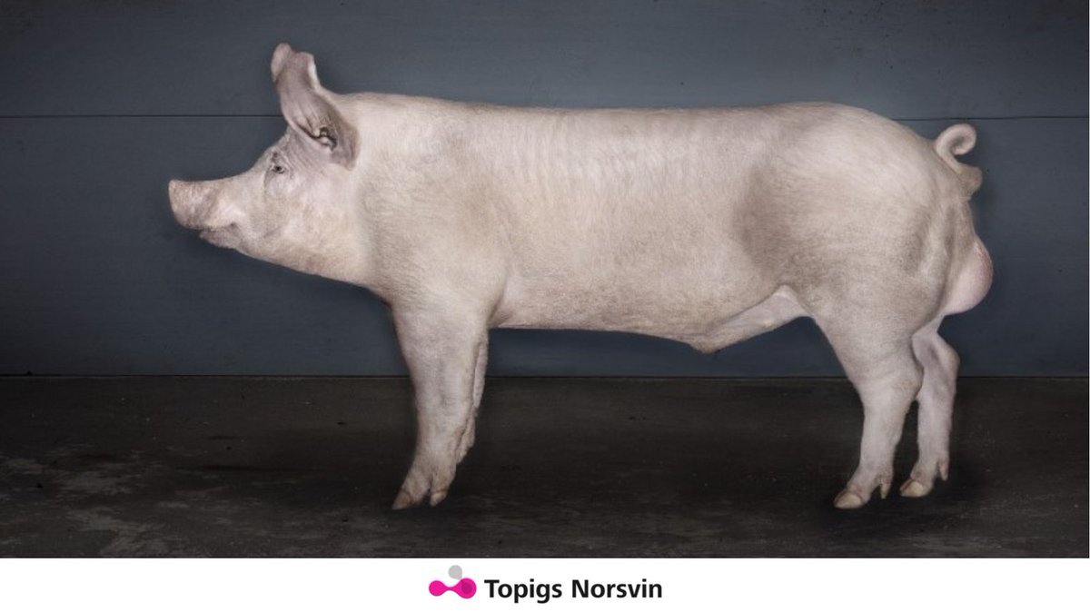We are thrilled to announce the launch of a new terminal boar: TN Rex. 
TN Rex meets the demand of high lean markets that require lean, well-conformed carcasses and passes on the famous Topigs Norsvin robustness to its offspring. 
For more info contact your local account manager