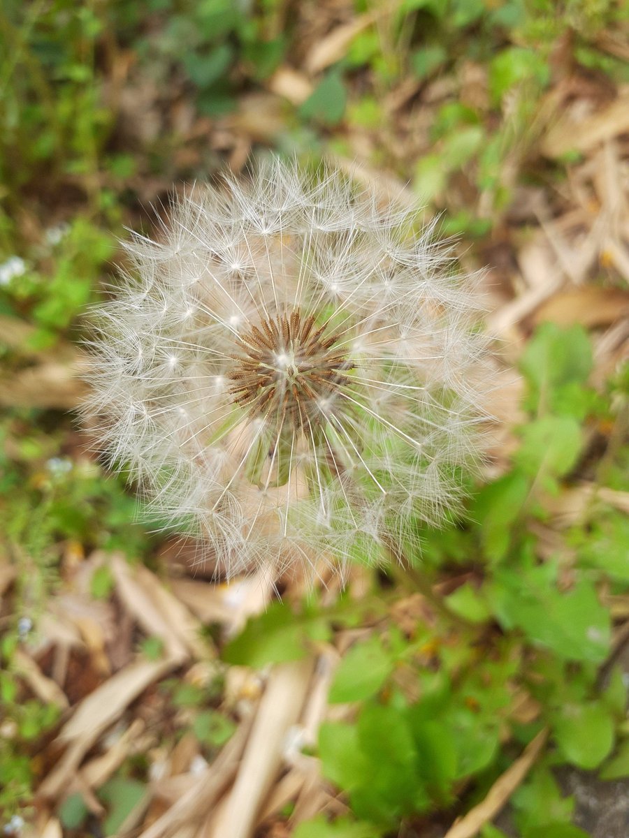 GS250FW2's tweet photo. タンポポのわたげ
#WATAGE https://t.co/lvDIs0Wyo4