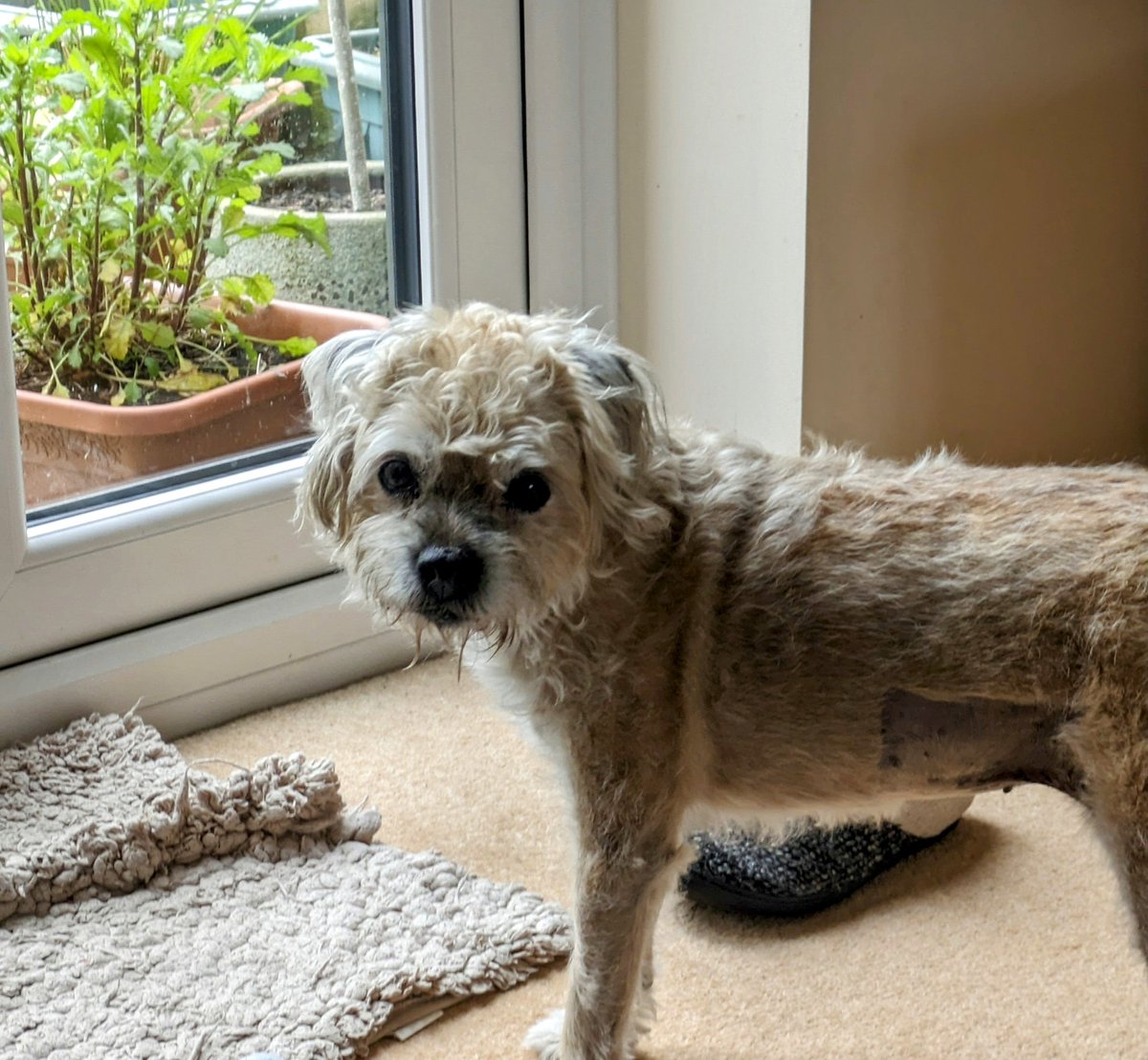 The 'I don't care' face of a girl that staged a dirty protest in the vets by having a poo in reception.  Twice.
#BTPosse
#poogate