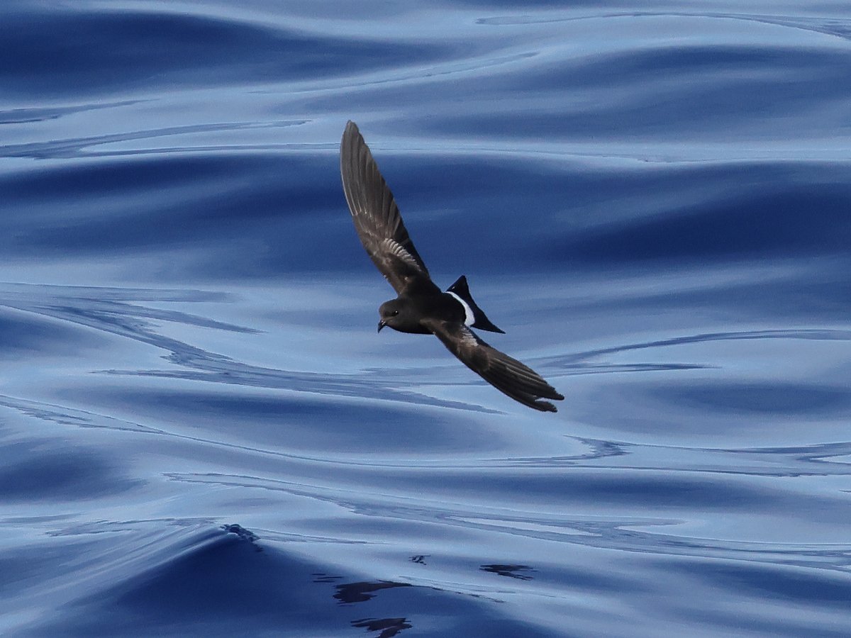 A few storm-petrels from the West Pacific Odyssey. Matsudaira's and Tristrams from the Bonin Islands, one of an unprecedented number of Leach's (almost as far south as New Ireland), and a more widespread Wilson's.