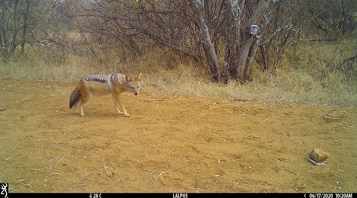 Monitoring wildlife populations is crucial for effective conservation policies. UNEP-WCMC Programme Officer Bálint Ternyik led research showcases a simplified process for setting up camera traps and analysing the data 📸🐾➡️ tinyurl.com/mrp5ssk2