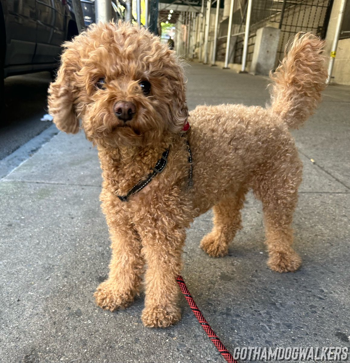GothamDogWalker's tweet photo. With great joy! Help us welcome the newest member of the Gotham Dog Walkers family. Meet Mr. Ollie!
#ILoveDogs #GothamDogWalkers #DogBoarding #DoggyDaycare #DogWalkers #DogWalk #Dogs #DogPhotos #CuteDogPics #HappyDoggy #DogWalkerNYC #NYCDog #Cavapoo #CavapooLife #CavapooLove https://t.co/Xj0mXG3TbY