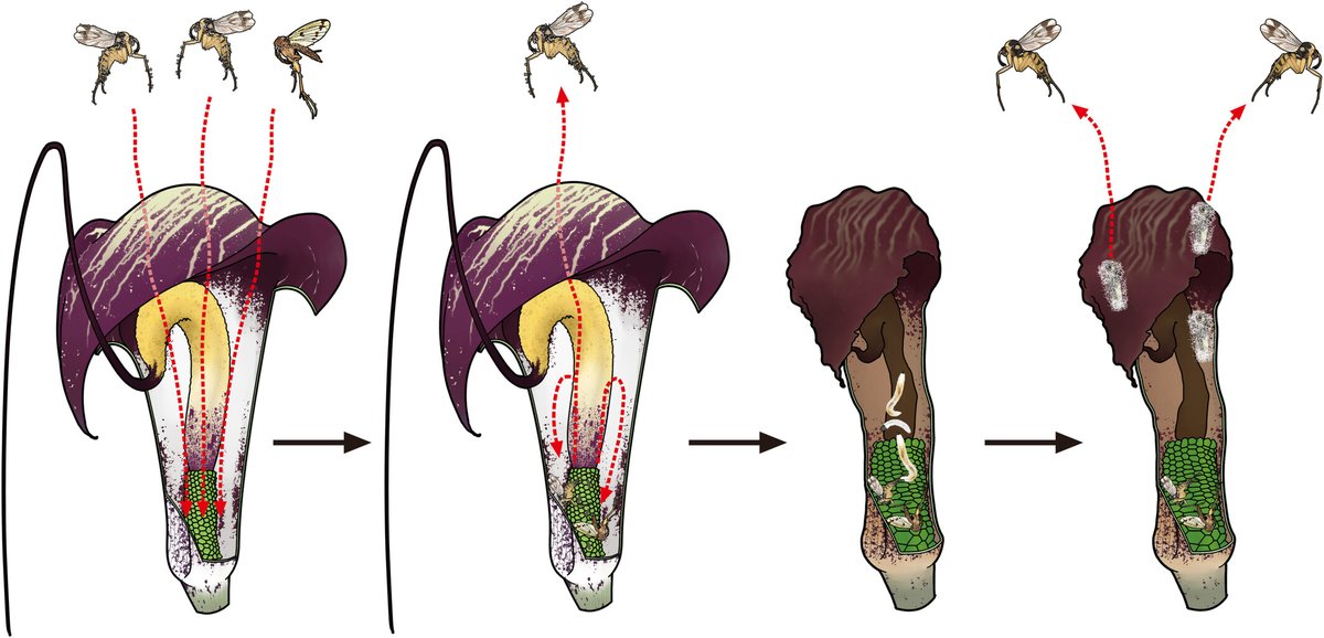 #FloraObscura
Back from the dead: A fungus gnat #pollinator turns Arisaema lethal trap into nursery

@tugutuguk, et al.

📖 ow.ly/eptR50Rn7Mz

Societal impact statement also available in 🇯🇵

@wileyecolevol #NewIssue