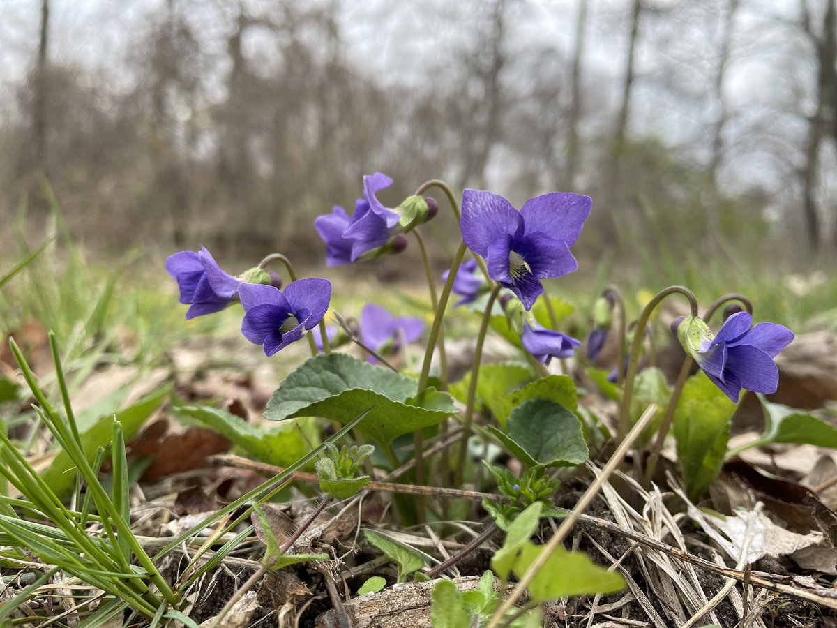 Early Blue Violets can be seen blooming now at the corner of Water St and Rondeau Rd! Happy ephemeral viewing! 🌸 #visitck [Image: Small purple flowers with dark green leaves.]